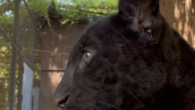 Allo Zoo di Napoli è nata Parthenope, una cucciola di giaguaro nero. Un evento importante per la tutela e la conservazione della specie.