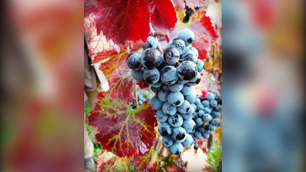 Festa del Vino a Pompei il 16 settembre 2026: torna la vendemmia nell'area archeologica tra visite ai vigneti, degustazioni e altre attività.