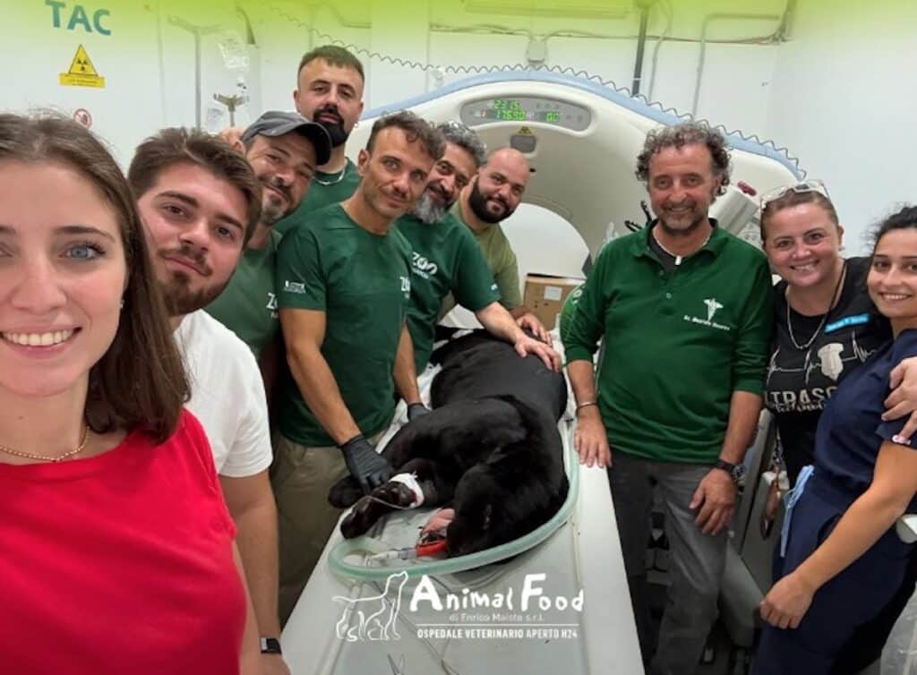 Una giaguara di 7 anni dello Zoo di Napoli è stata sottoposta a Tac all’Animal Food di Giugliano dopo alcuni episodi convulsivi.