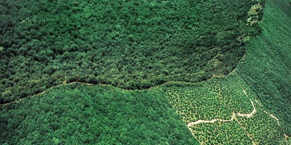 Nature, Italy, region of Campania, 1975 Astroni Crater natural reserve. (Photo by: Molteni Motta/Universal Images Group via Getty Images)