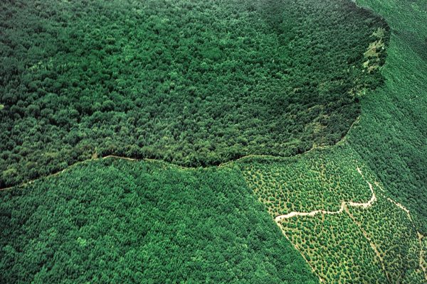 Nature, Italy, region of Campania, 1975 Astroni Crater natural reserve. (Photo by: Molteni Motta/Universal Images Group via Getty Images)