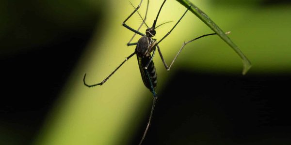 West Nile Zanzara