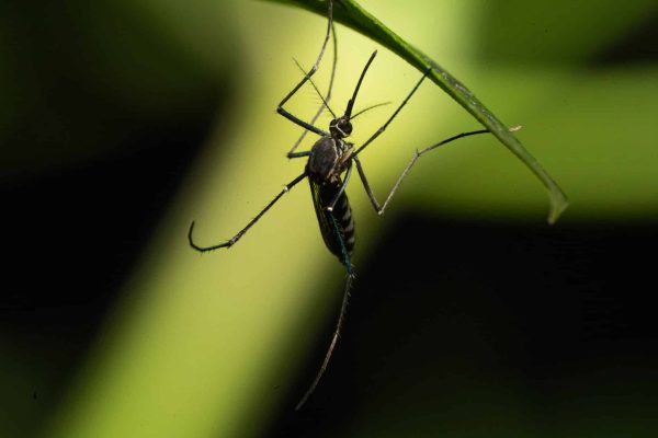 West Nile Zanzara