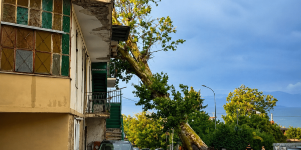 albero Nola
