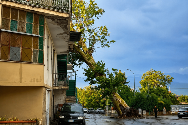 albero Nola