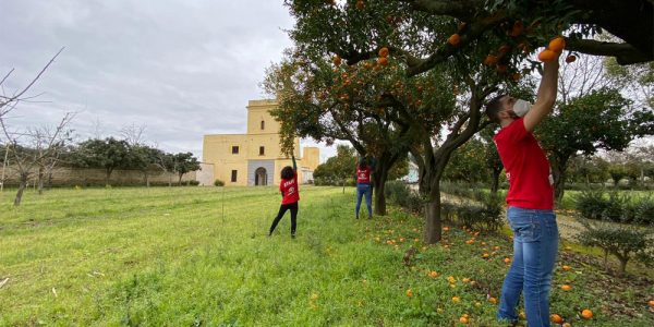 arance-capodimonte-emergenc