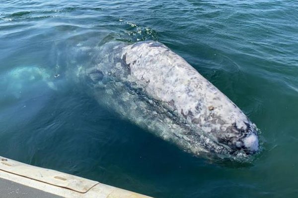 balena-grigia-napoli