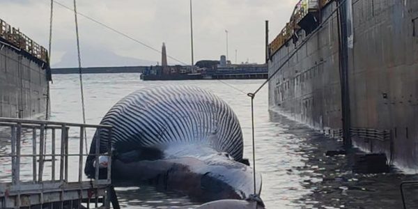 balena-morta-napoli