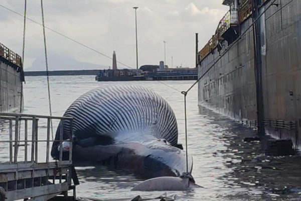 balena-morta-napoli