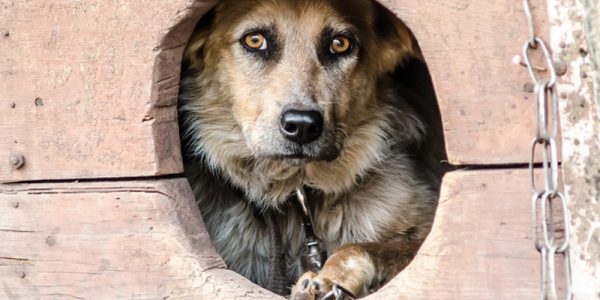 cane-catena