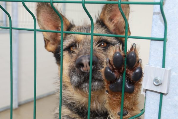 canile-comunale-napoli