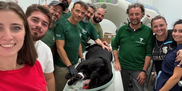 Una giaguara di 7 anni dello Zoo di Napoli è stata sottoposta a Tac all’Animal Food di Giugliano dopo alcuni episodi convulsivi.
