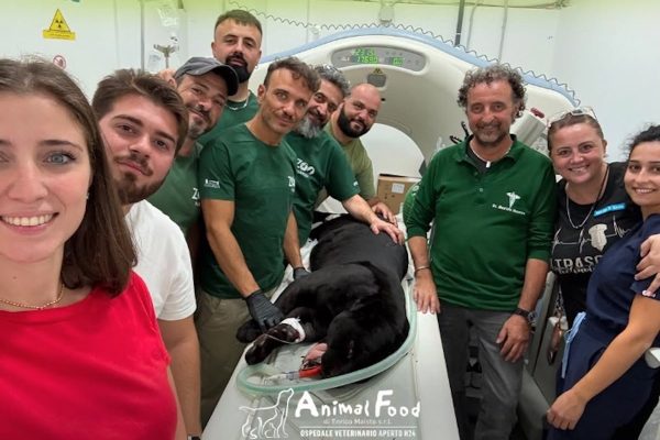 Una giaguara di 7 anni dello Zoo di Napoli è stata sottoposta a Tac all’Animal Food di Giugliano dopo alcuni episodi convulsivi.
