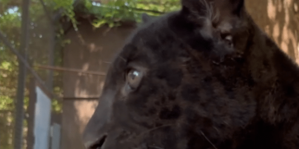 Allo Zoo di Napoli è nata Parthenope, una cucciola di giaguaro nero. Un evento importante per la tutela e la conservazione della specie.