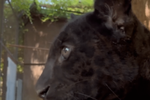 Allo Zoo di Napoli è nata Parthenope, una cucciola di giaguaro nero. Un evento importante per la tutela e la conservazione della specie.