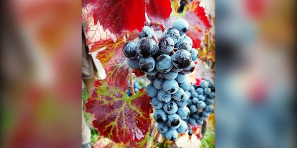 Festa del Vino a Pompei il 16 settembre 2026: torna la vendemmia nell'area archeologica tra visite ai vigneti, degustazioni e altre attività.