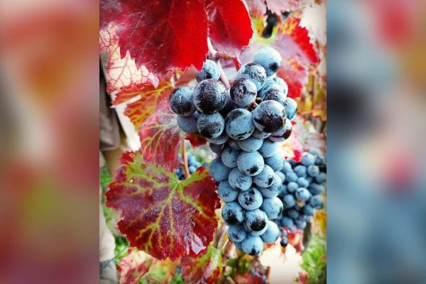 Festa del Vino a Pompei il 16 settembre 2026: torna la vendemmia nell'area archeologica tra visite ai vigneti, degustazioni e altre attivit&agrave;.
