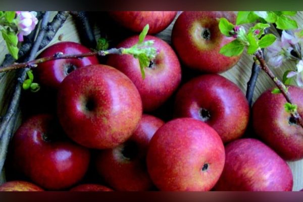 Iniziata la raccolta della Melannurca Campana IGP: il caldo anticipa i tempi, ma la qualità resta ottima. Il rito che rende rosse le mele.