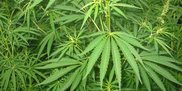 marijuana