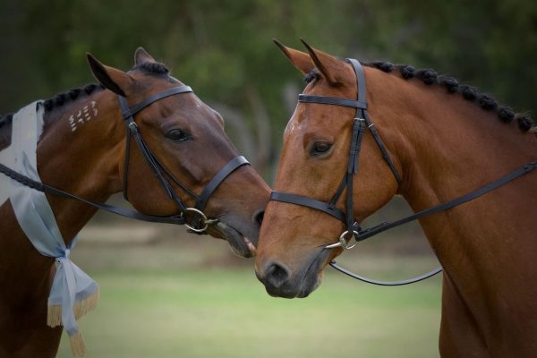 standardbred-4138720_1280.jpg