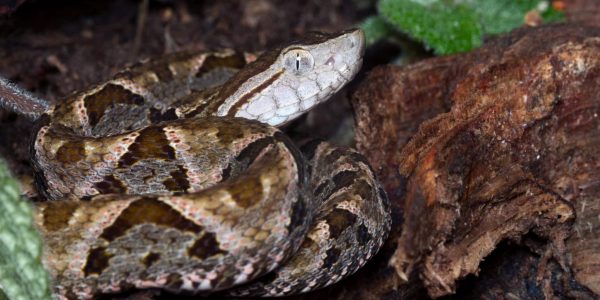 Bimbo morso da vipera a Palomonte: il piccolo di 5 anni è ricoverato al Santobono di Napoli. Le sue condizioni migliorano.