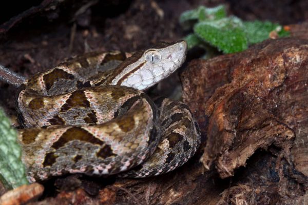 Bimbo morso da vipera a Palomonte: il piccolo di 5 anni è ricoverato al Santobono di Napoli. Le sue condizioni migliorano.